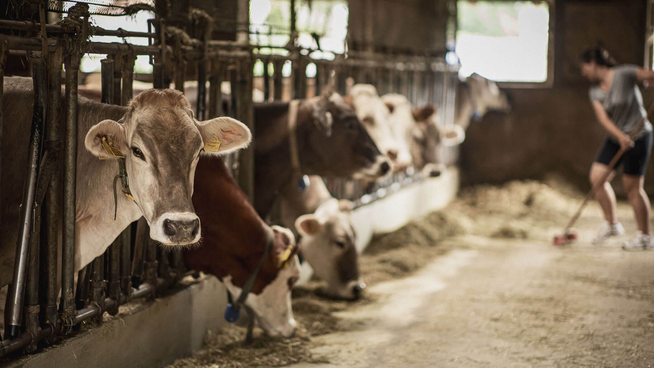 Mucking out the stable with cows - horizontal format - Obermairhof in Valdaora