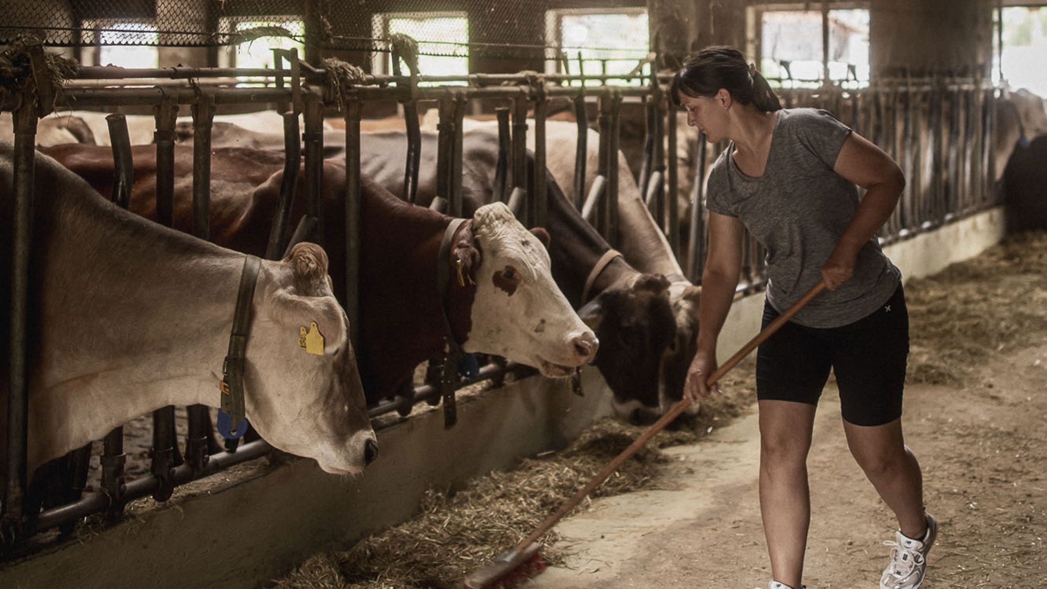 Mucking out the barn with cows - detail - Obermairhof in Valdaora